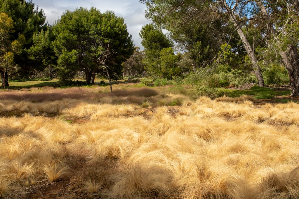 The Weed Terminator successfully controls Invasive Weeds: Serrated Tus