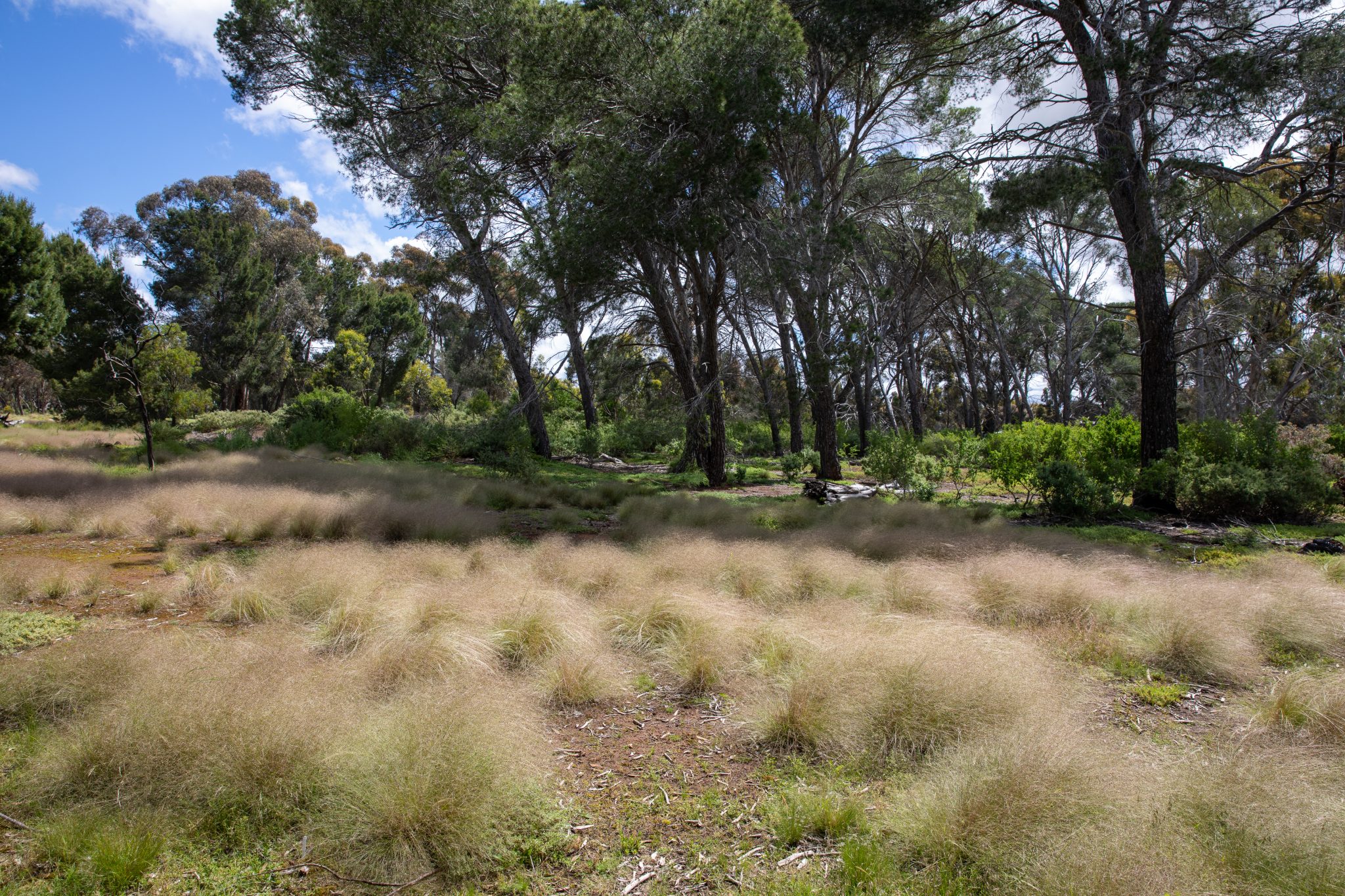 The Weed Terminator successfully controls Invasive Weeds: Serrated Tus